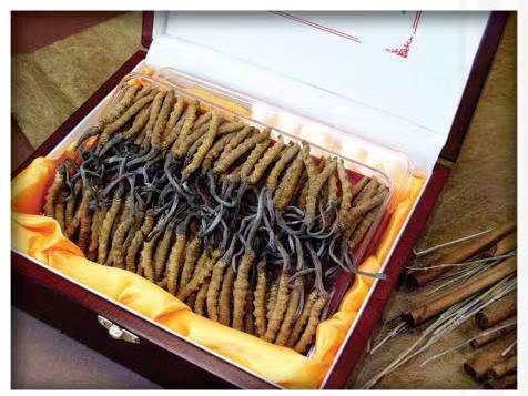 隆林冬虫夏草回收